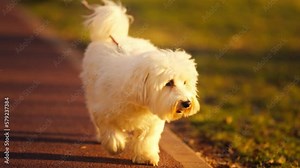 Happy white fluffy dog walking on a leash, in a public city park, on a spring morning