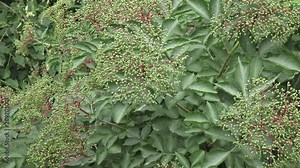 Bunch of green elderberry berries. Unripe (Sambucus nigra)
