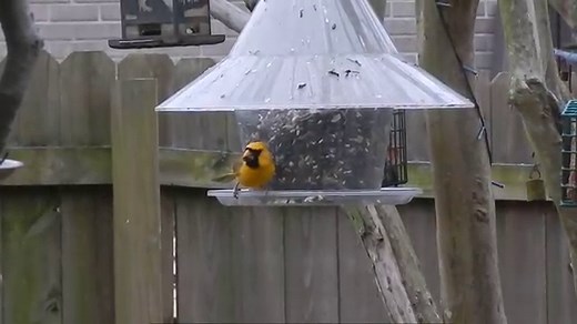 Rare Yellow Cardinal Captured on Camera by Alabama Photographer Has the Whole World Freaking Out