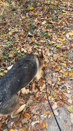 3 comments | Moose did so good with Kipper today, an even started play for the first time ever with her 凉 @mooses.reactive.journey #wildcaughtkipper | Kay Burns | Facebook