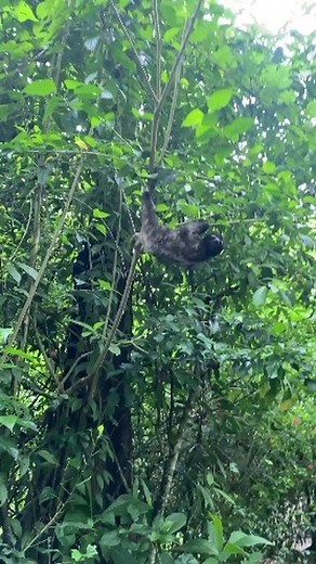 3.3K views · 385 reactions | While navigating the South Caribbean, whether for errands, work, or leisure, there are high chances you can find a sloth on your path. In a place like this, finding ways for humans and wildlife to coexist peacefully is essential. Follow us to learn more about our conservation initiatives and how we are making this coexistence possible! . Credit: @gencity #CostaRica #ASMR #Nature #Caribbean #Wildlife #Sloth | The Sloth Conservation Foundation | Facebook