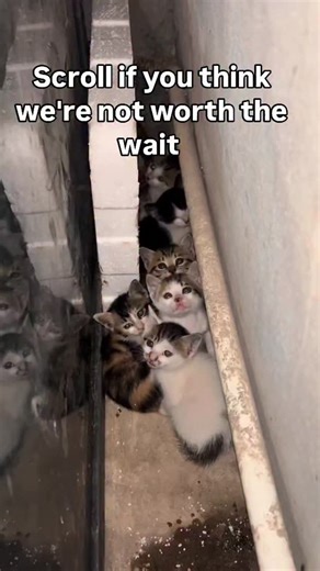 catsrescuecenter | These babies were reported struggling to survive, hungry and all alone… their mother was nowhere to be seen. They’re now in our care, but... | Instagram