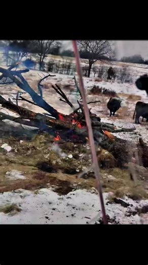 Understanding Bovine Heat Needs During Winter