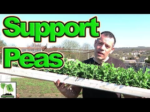 Planting Out And Supporting Peas