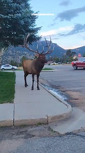3.7M views · 105K reactions | I was sitting in my van hoping this big bull elk would walk past me and he did not disappoint. WOW! #bullelk #elk #coloradoadventures #coloradowildlife #estespark #estesparkcolorado #reelsvideoシ #wildlifevideos #foryoupagereels #reels #foryoupageシ #wildlifephotography #foryouシ | Colorado Adventures | Facebook