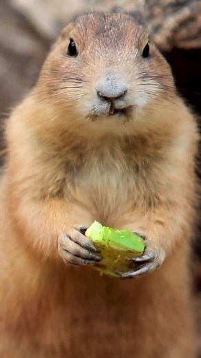 Cute Gopher eating apple 🍏