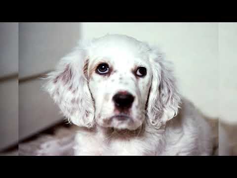 Setter anglais. Avantages et inconvénients, Prix, Comment choisir, Faits, Soins, Histoire