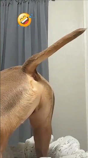 Cute & Funny Dogs Doing Silly Things 🐾 #funny #dog #shorts