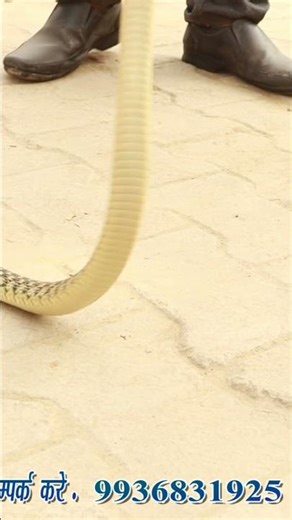 water snake video wire training video