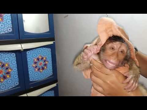 Baby monkey sleepy after bathing