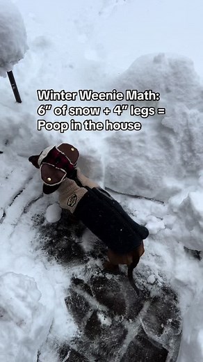 #letitsnow #dachshund #shortking #doxie #winter