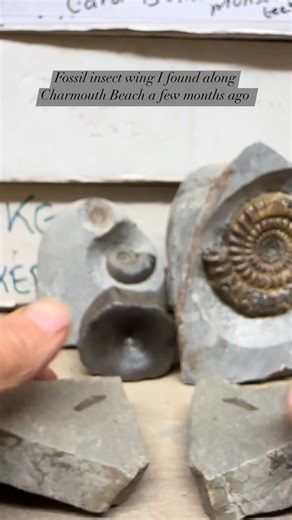 47K views · 993 reactions | Amazing detail on this 195 million years old insect wing from Charmouth | Charmouth Fossils | Facebook