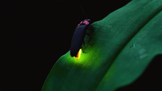 ✨ Garage Davister 04.362.93.26. ✨ Une ampoule, ça paraît simple… Mais quand elle faiblit, clignote ou éclaire mal, c’est toute votre sécurité qui diminue. Bien voir, c’est bien rouler. Être vu, c’est essentiel. Des ampoules en bon état, c’est une visibilité optimale, de jour comme de nuit. Halogène, LED, feux de croisement, feux de route… On contrôle, on remplace, on règle. Un mot, un geste… Garage Davister fait le reste. Passage rapide, service précis, conseils pro. Votre éclairage n’a jamais é