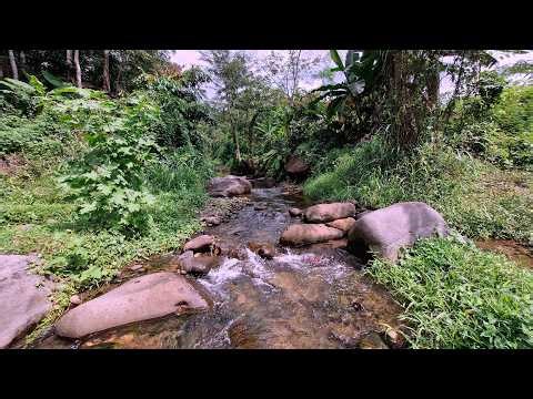 🌿Fall Asleep Faster with Gentle Creek Water Flowing Through Lush Green Forest