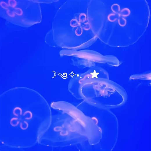 #seaanimals #marinelife #jellyfish #sealife #animals