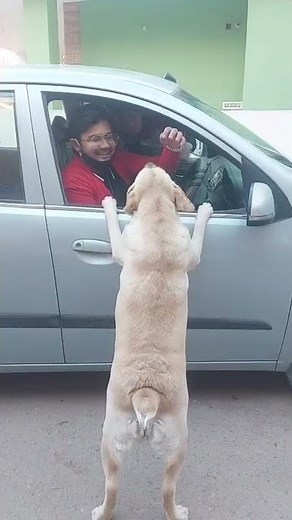 Labrador angry !! Labrador dog family ! help animals