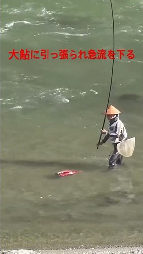 釣り人を引きずり回す球磨鮎の凄まじいパワー #鮎釣り #友釣り #球磨川