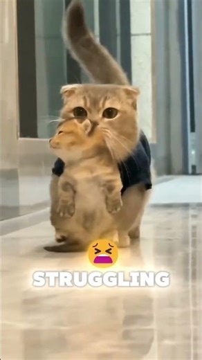 Ever Seen a Kitten Freeze? Here’s Why It Happens