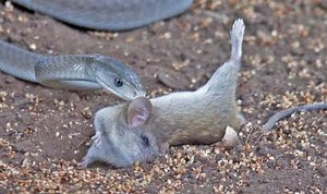 26K views · 525 reactions | The Gaboon viper blends seamlessly into its surroundings - making it easy to hunt. Credit: Nat Geo WILD | Wild Animal World | Facebook