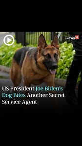 25 shares · 15 comments | Commander, US President Joe Biden’s family two-year-old German Shepherd, bit another Secret Service agent this week More details: https://www.news18.com/world/commander-us-prez-bidens-dog-bites-another-secret-service-agent-11-incidents-reported-so-far-8593975.html #JoeBiden #UnitdStates #Trending #Dog | News18 | Facebook