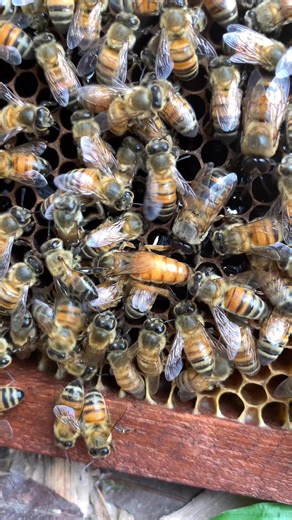 2K views · 39 reactions | The queen never guesses — she checks first ”#BeeLife #QueenBeeBehavior #HiveActivity #Beekeeping #BeeVideo | WeBee | Facebook