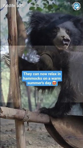 Sloth Bears Were Brutally Abused in India...