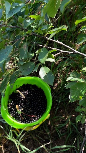 Chokecherry picking. Just like grapes. | Northern Nurseries
