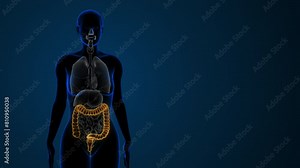 Female highlighted large intestine anatomy