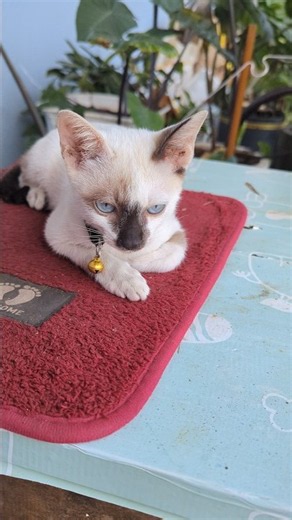 Cat crying #cat #cute #viral #shorts