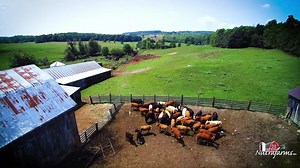 In this video, we speak with 9th-generation beef farmer Dave Noble. Dave and his family have been raising cattle with Nutrafarms for over a decade. Their traditional approach to farming and vision of what local farming can (and should) be is truly something special. If you'd like to learn more about Noble's regenerative farming practices, please visit 👉 www.Nutrafarms.ca | Nutrafarms Inc