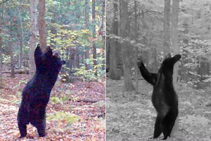 Watch: People Are Comparing This Bear's Dance Moves to a Striptease