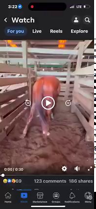 259K views · 4.6K reactions | Urgent  We would like to help this injured Thoroughbred gelding. He’s at Bastrop kill pen and we can get him out tonight and seen by the vet tomorrow. His bail is 850, transport is 400 and initial vetting estimate 400 for exam and X-rays. 1650 total Update: Goal met!!! PayPal: https://www.paypal.me/RockingRRescue Venmo: rockingrrescue | Rocking R Ranch and Rescue, Inc. | Facebook