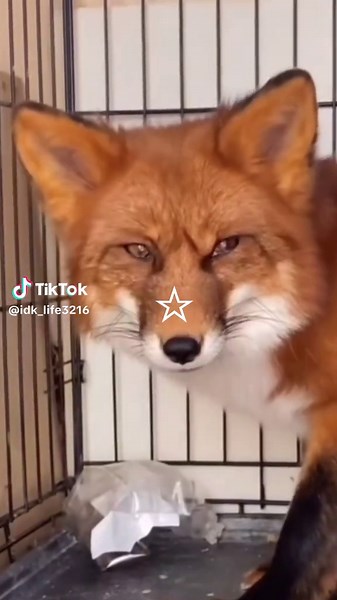 Exploring Fox Core: The Cutest Fox Moments