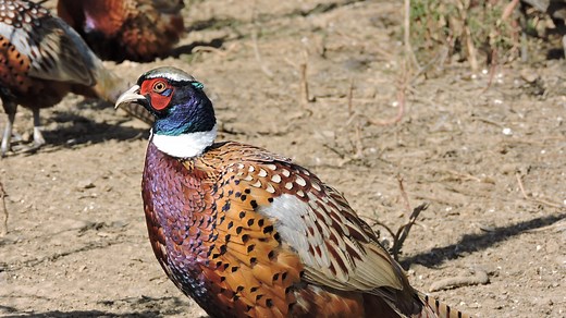 Here's where to find pheasants when hunting in Pennsylvania