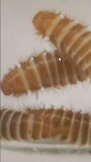 Strange Carpet Beetle Larvae Anthrenus, Dermestidae are Pests of Collections. Kyiv Ukraine. 18.02.23