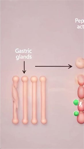 Stomach Chemistry Explained | HCl, Pepsin & Digestion Reactions#reaction