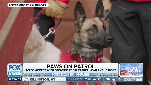 Paws on patrol at ski resort