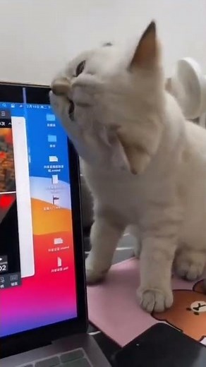 Cat Breaks Laptop Screen