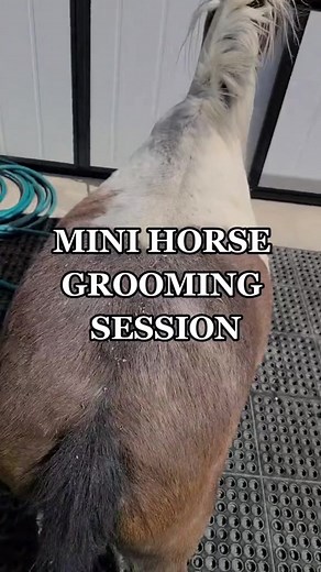 1M views · 39K reactions | Horse Grooming and Snuggle Time 珞殺 #reels #viral #horses #satisfying | The Real Players Inside The Backstretch | Facebook