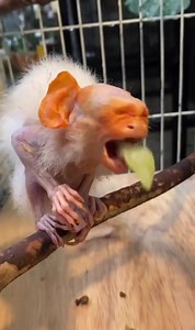 20K views · 517 reactions | Amazing monkey  | World Of Animals | Facebook