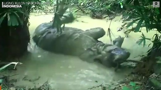 Rhino enjoys mud bath at Indonesian national park