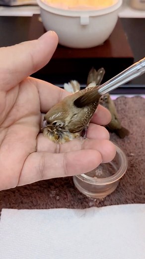 When Your Bird Gets VIP Treatment ❤️ | Mr Birds