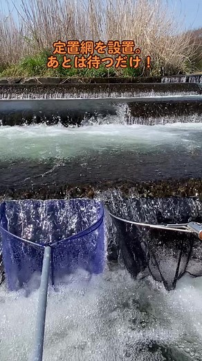 網を活用した琵琶湖の魚の捕まえ方