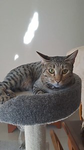 Female Cheetoh for free. Vaccinated, Registered, desexed, microchipped. Looking for a good home. Ph 0488587066 | Allure Cheetoh Boutique