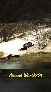 The moment a beaver is attacked by a tiger #animals #lion #tiger #beavers #beaver | Ocean's Depth