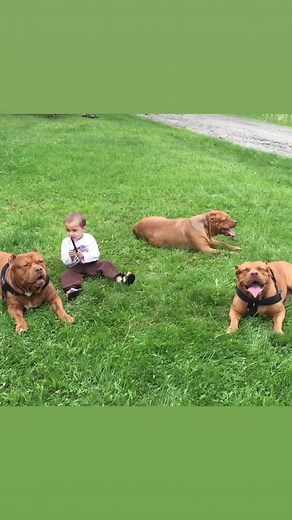 635K views · 23K reactions | This little fellas got some big scary dogs  | Marlon Grennan | Facebook