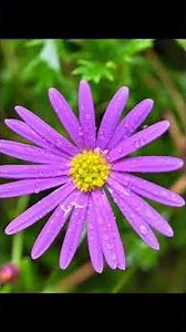 Macro flower photography tutorial Try taking pictures of small roadside flowers like this.