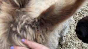 O my Donkeys are just so loving. | Down to Earth Animal Rescue and Sanctuary