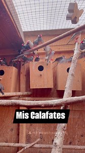 1.8K views · 17 reactions | Mis bellos Calafates o gorrión de Java. Anillados y con documento de procedencia #calafates #aves #exoticos #birds #gorriondejava #lonchura | El Rincón Animal Del Profe | Facebook