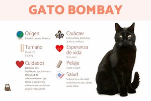 Gato Bombay - Características y cuidados con FOTOS